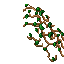wild vine