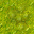 swamp