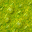 swamp