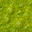 swamp