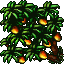 mango tree